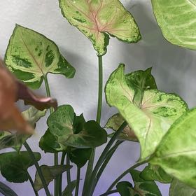 Photo of the plant species dwarf princess syngonium by @CalmBarley named Zion on Greg, the plant care app