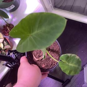 Photo of the plant species Colocasia Royal Hawaiian® 'Waikiki' by @CalmBarley named Robert Plant on Greg, the plant care app