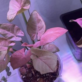 Photo of the plant species Mickey Arrowhead Plant by @CalmBarley named Sonora on Greg, the plant care app