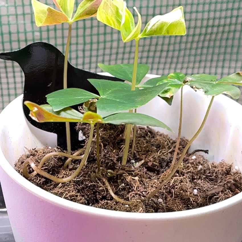 Potted Broadleaf Woodsorrel with some yellowing and browning leaves, visible soil.