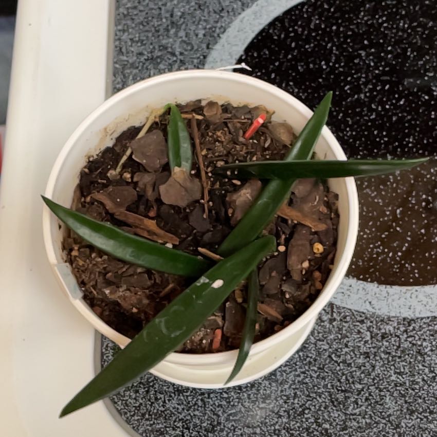 Potted Hoya shepherdii plant with long, narrow leaves and visible soil.