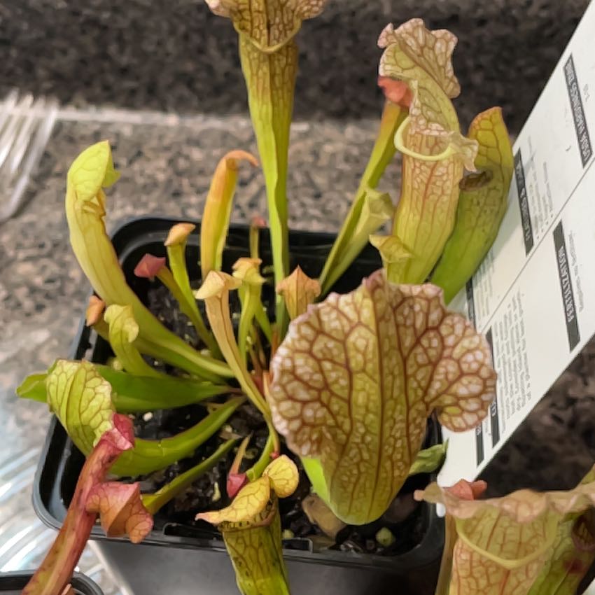 Photo of the plant species Velvet Pitcher Plant by @ValidNeem named Marley on Greg, the plant care app