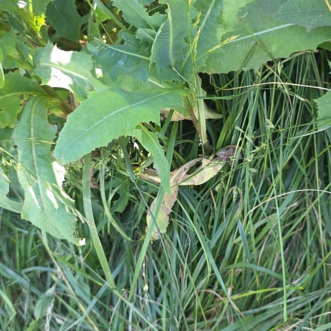 Photo of the plant species Oil Lettuce by @PurelyLaceyoak named Naomi on Greg, the plant care app