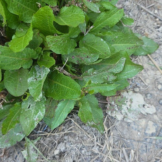 Photo of the plant species Broad-Leaved Dock by @PurelyLaceyoak named Gobi on Greg, the plant care app