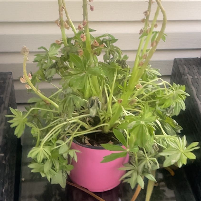 Photo of the plant species Rosa 'West Country Millennium' by @UnbeatenFrithia named Achilles on Greg, the plant care app