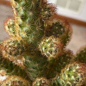 Photo of the plant species Ladyfinger Cactus 'Album' by @RenownedKatsura named Terra on Greg, the plant care app