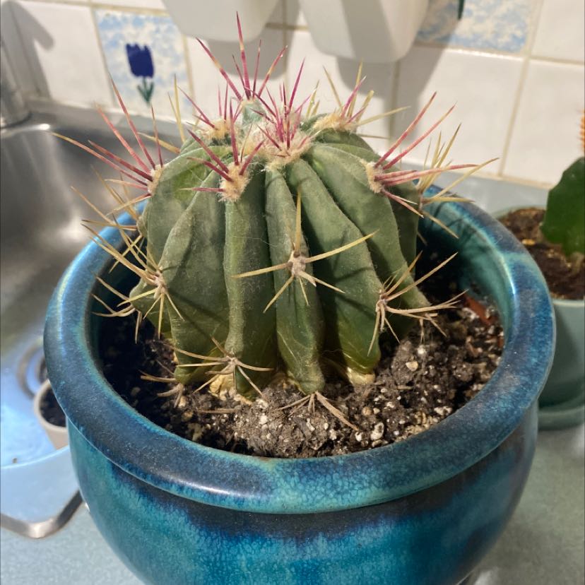 Blue Barrel Cactus in a blue pot with some yellowing and browning on its ribs.