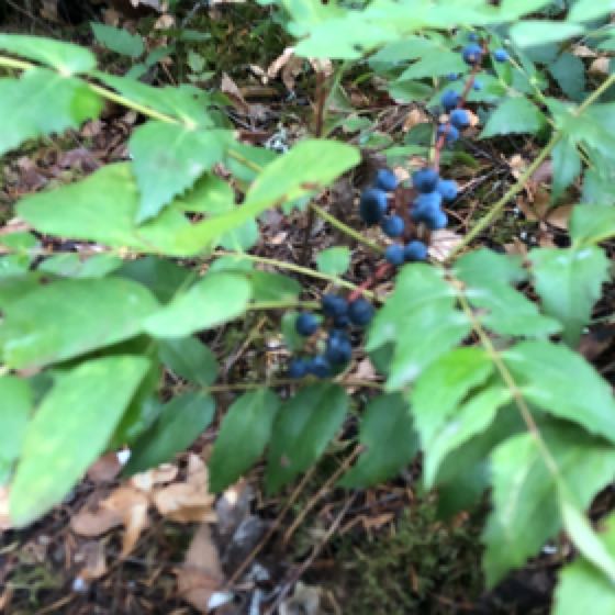 Photo of the plant species Cascade Barberry by @ZanyDisphyma named Foxxy on Greg, the plant care app