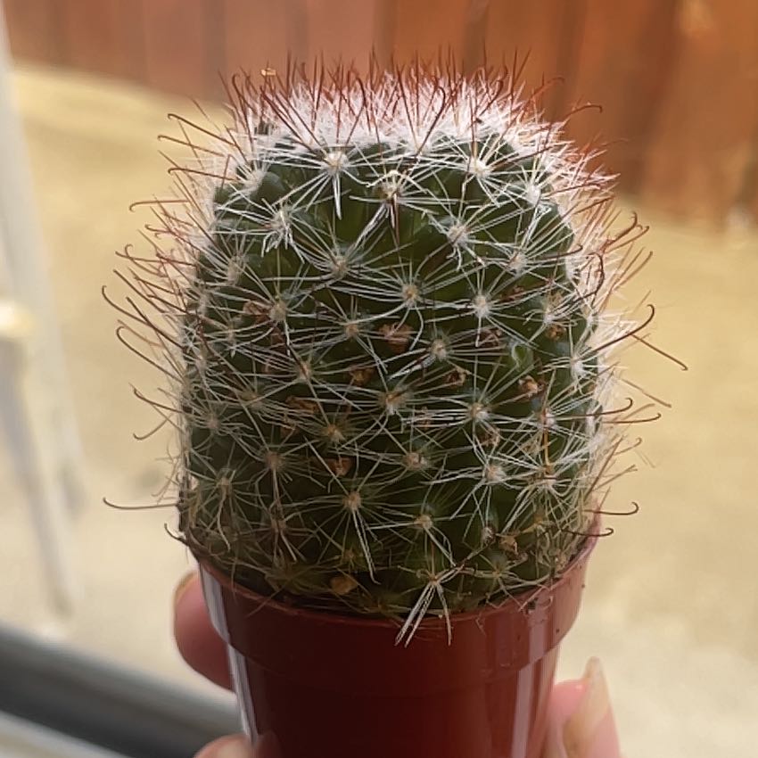 A healthy Pincushion Cactus in a red pot, held by a hand.