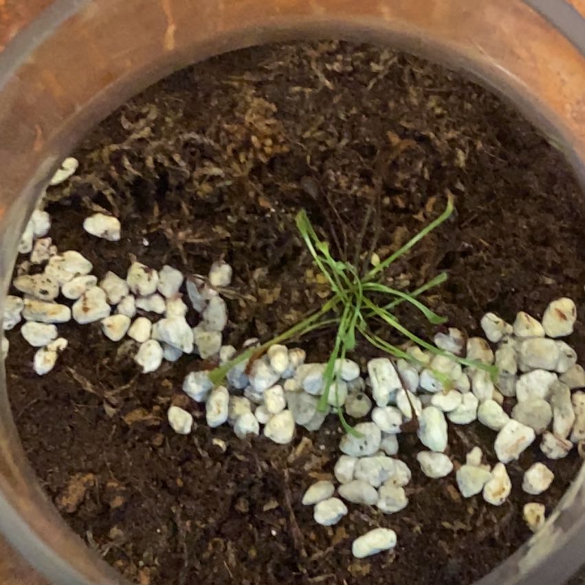 Photo of the plant species Sundew by @SpiritualPapaya named Sherlock on Greg, the plant care app