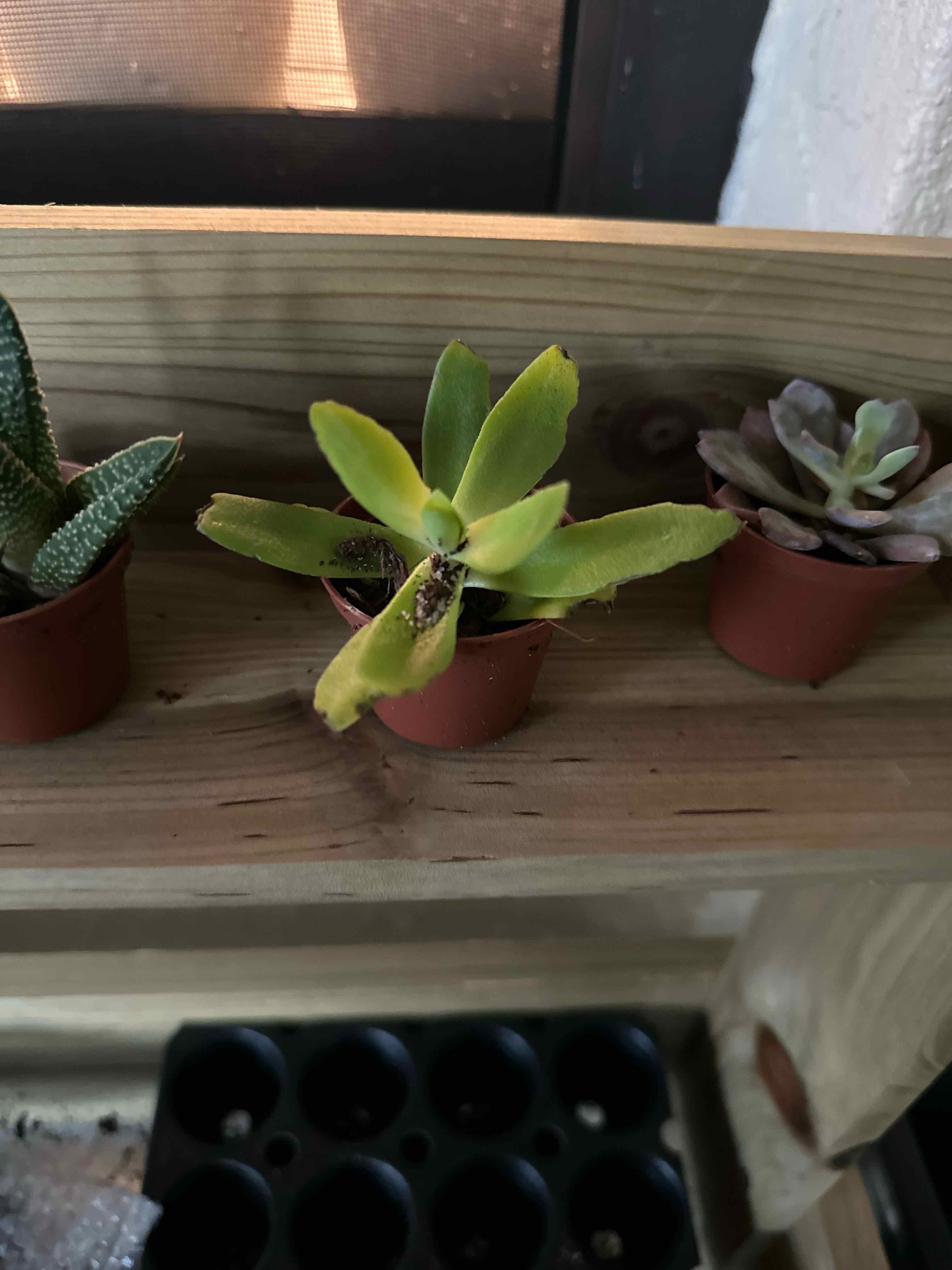 Three small potted plants on a wooden shelf, with the central plant showing yellowing and browning leaves.