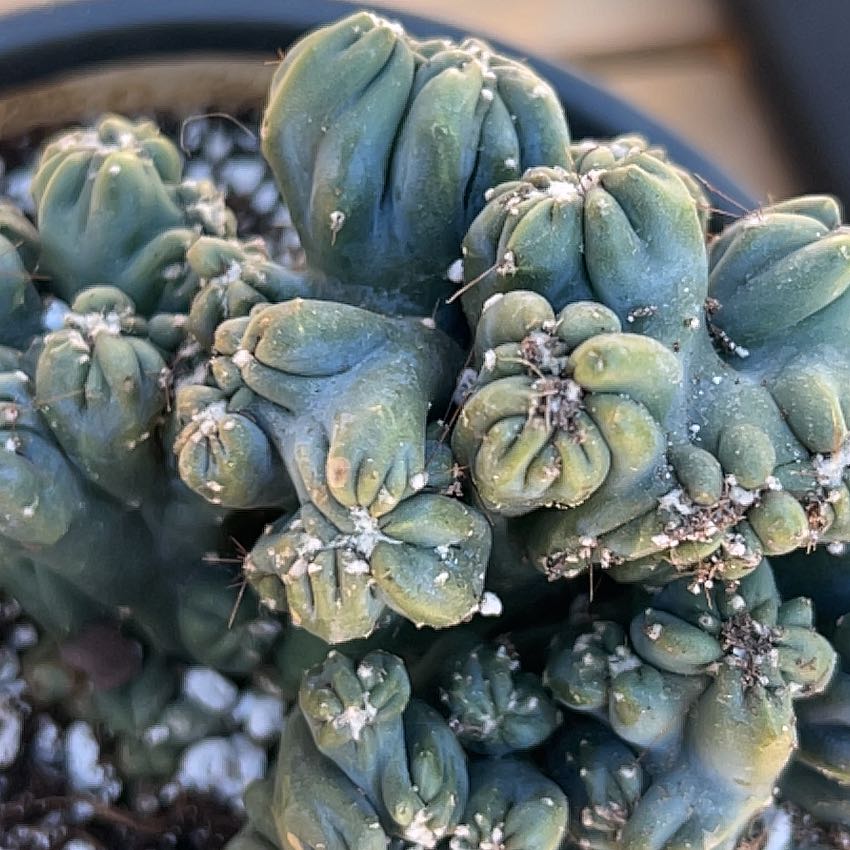 Close-up of a healthy Peyote cactus with visible soil.
