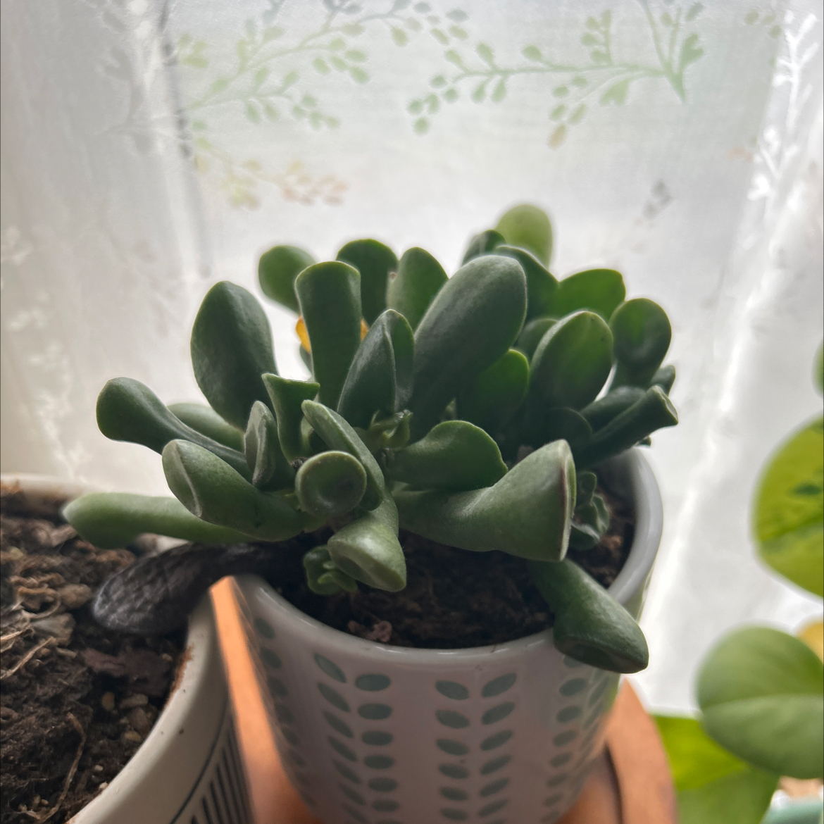 Photo of the plant species Ogre's Ears Jade by @buckiechurch named Shrek on Greg, the plant care app