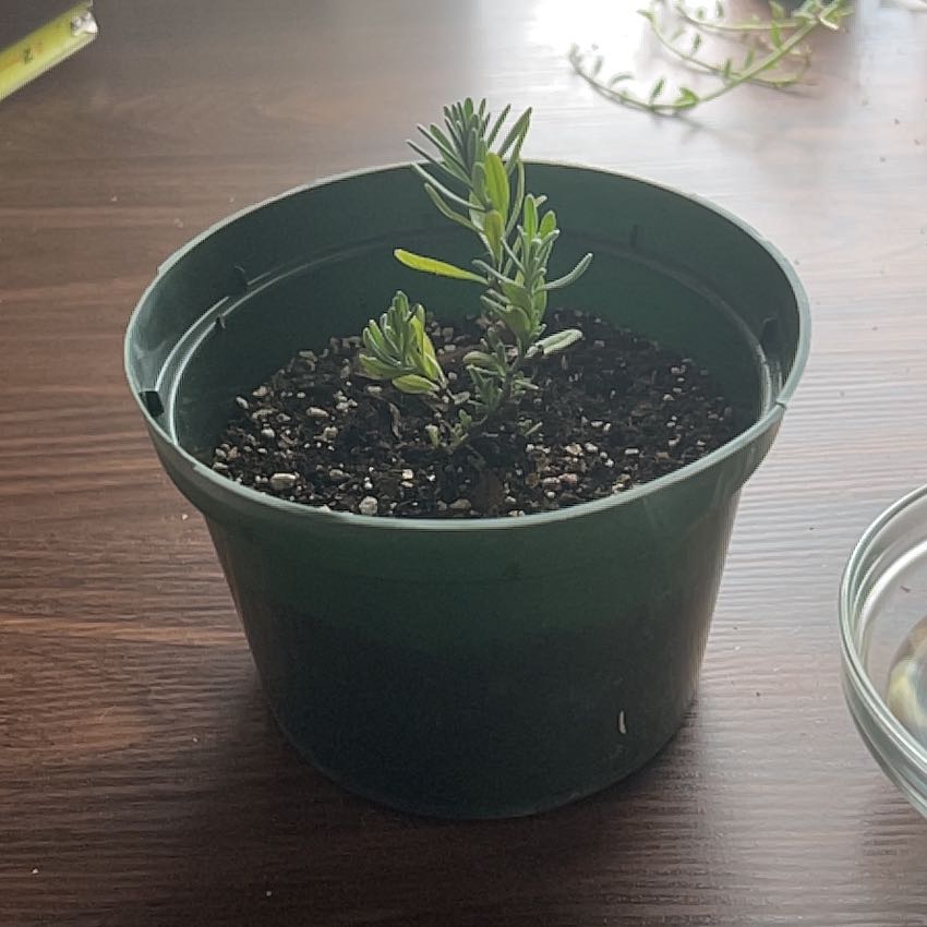 Photo of the plant species Munstead Lavender by @buckiechurch named Xena on Greg, the plant care app