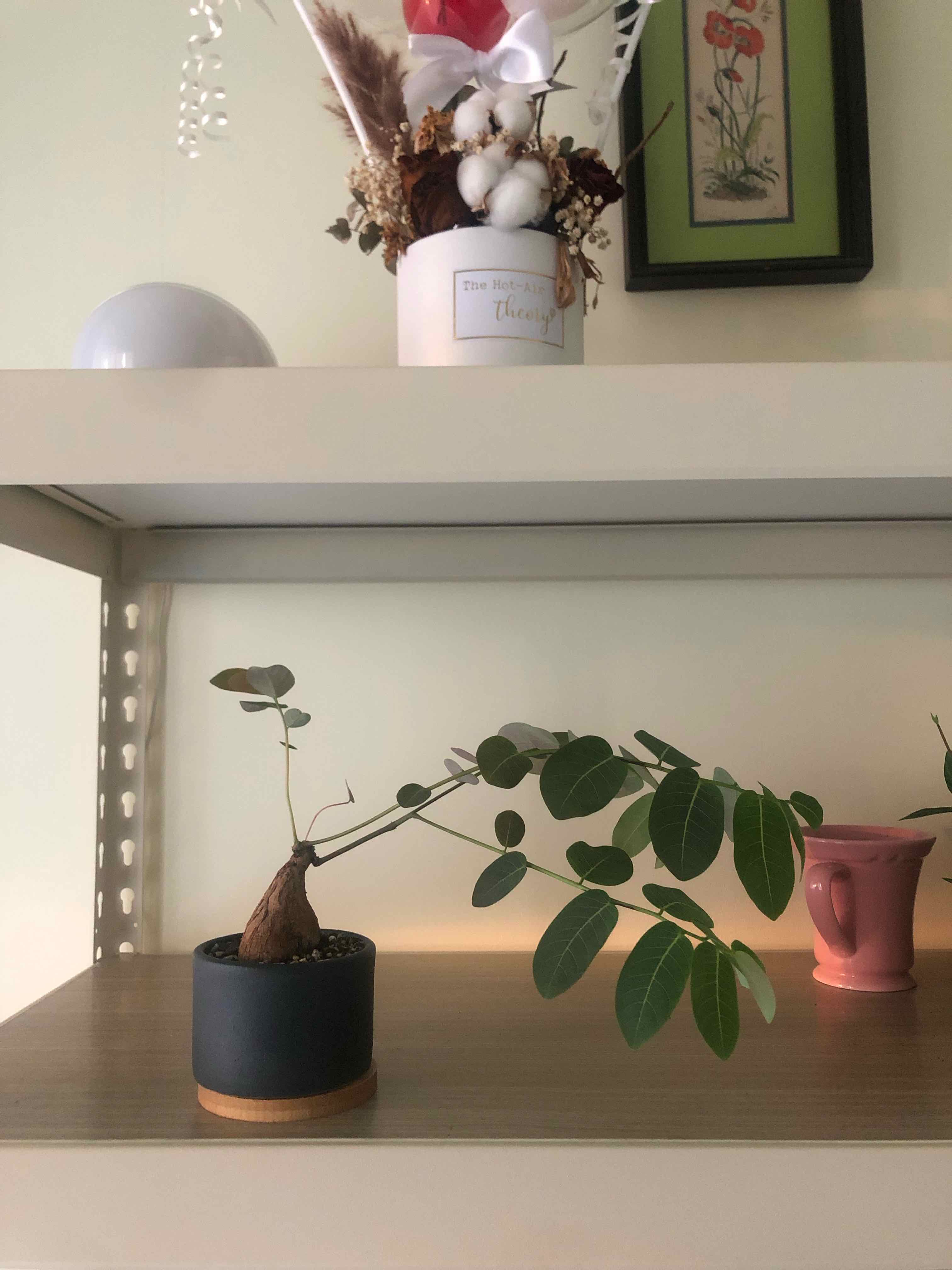 Phyllanthus mirabilis plant in a pot on a shelf with green leaves and no visible signs of disease.