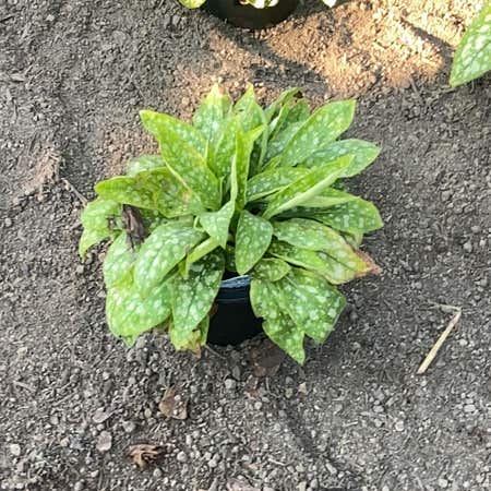 Photo of the plant species Common Lungwort by @BigRoseheath named Willow on Greg, the plant care app