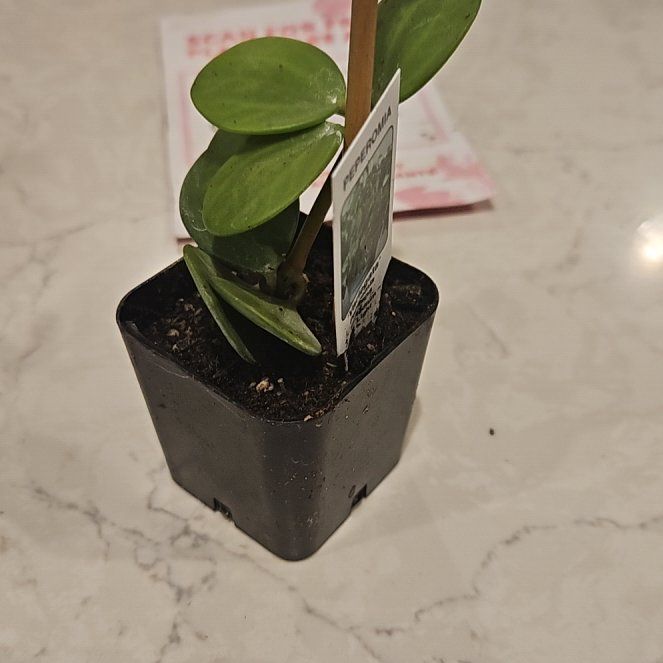 Photo of the plant species peperomia by @PrettyEspicia named Osmo on Greg, the plant care app