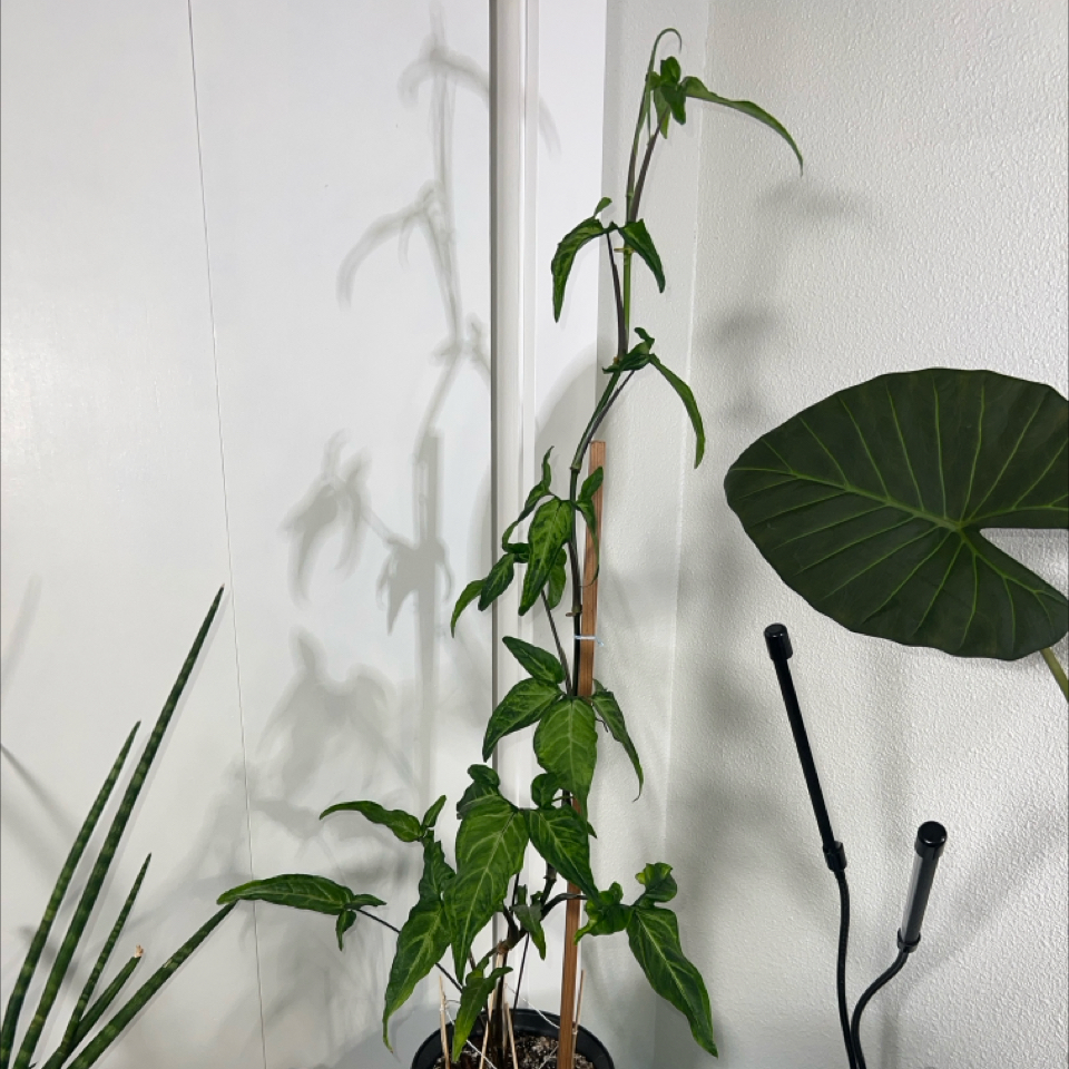 Photo of the plant species sygonium pixie by @PiousGermanivy named Sonora on Greg, the plant care app