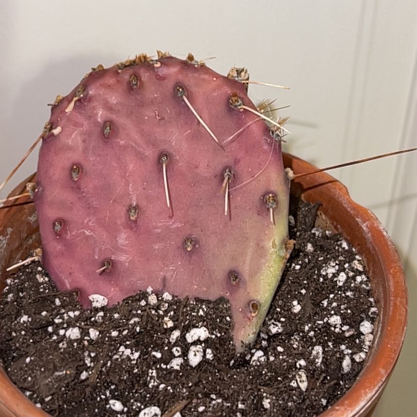 Photo of the plant species Santa Rita Prickly Pear 'Album' by @PiousGermanivy named Sahara on Greg, the plant care app