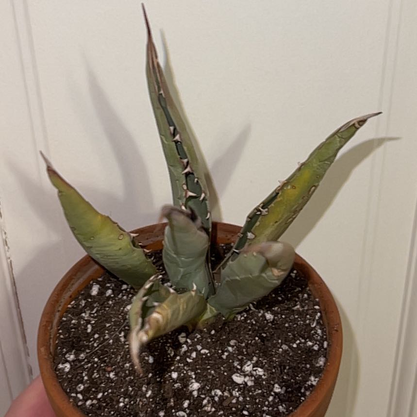Photo of the plant species Whale's Tongue Agave by @PiousGermanivy named Luna on Greg, the plant care app