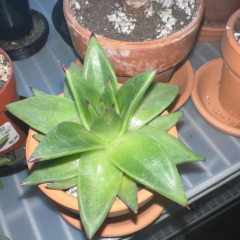 Agave Parryi Plant Care: Water, Light, Nutrients | Greg App 🌱 Agave Parryi Plant Care: Water, Light, Nutrients | Greg App 🌱