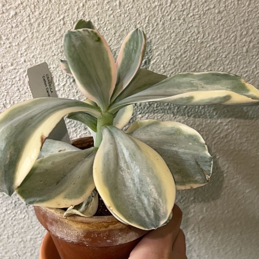 Photo of the plant species Echeveria Decora Variegata by @PiousGermanivy named Sir Plancelot on Greg, the plant care app