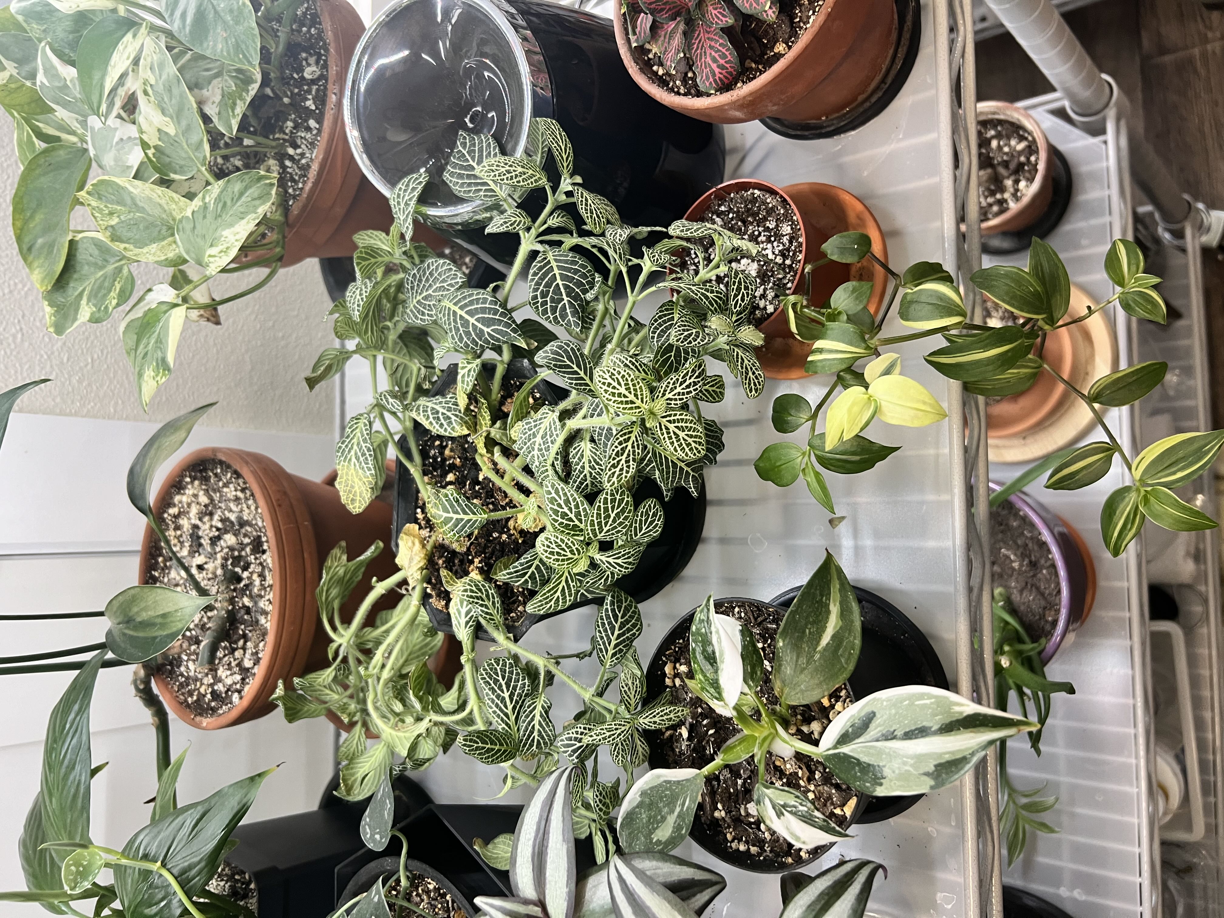 Photo from the post