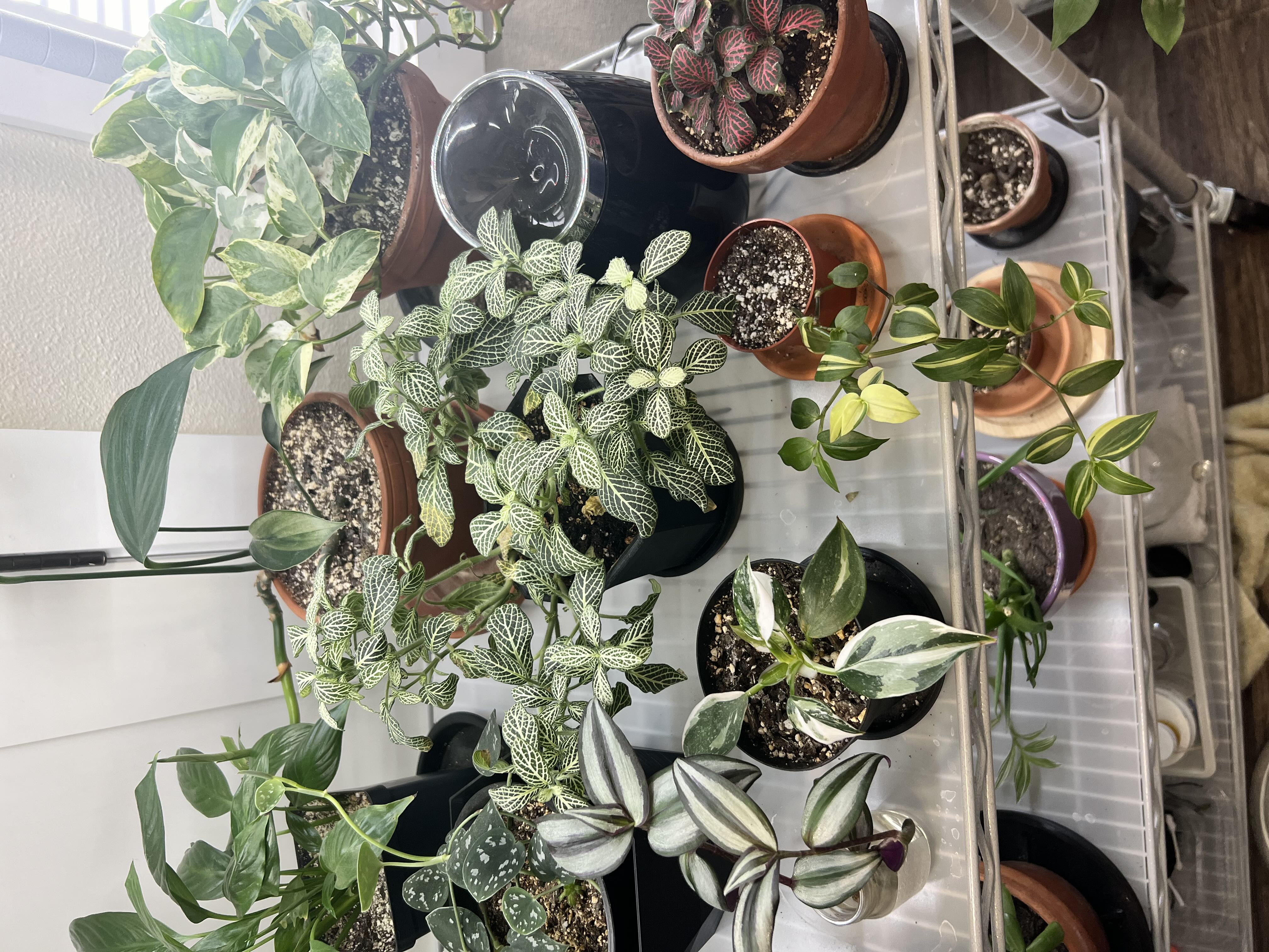 Photo from the post