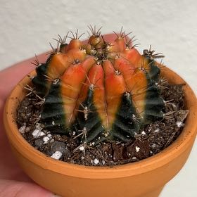 Photo of the plant species Colorful Moon Cactus by @PiousGermanivy named Osmo on Greg, the plant care app