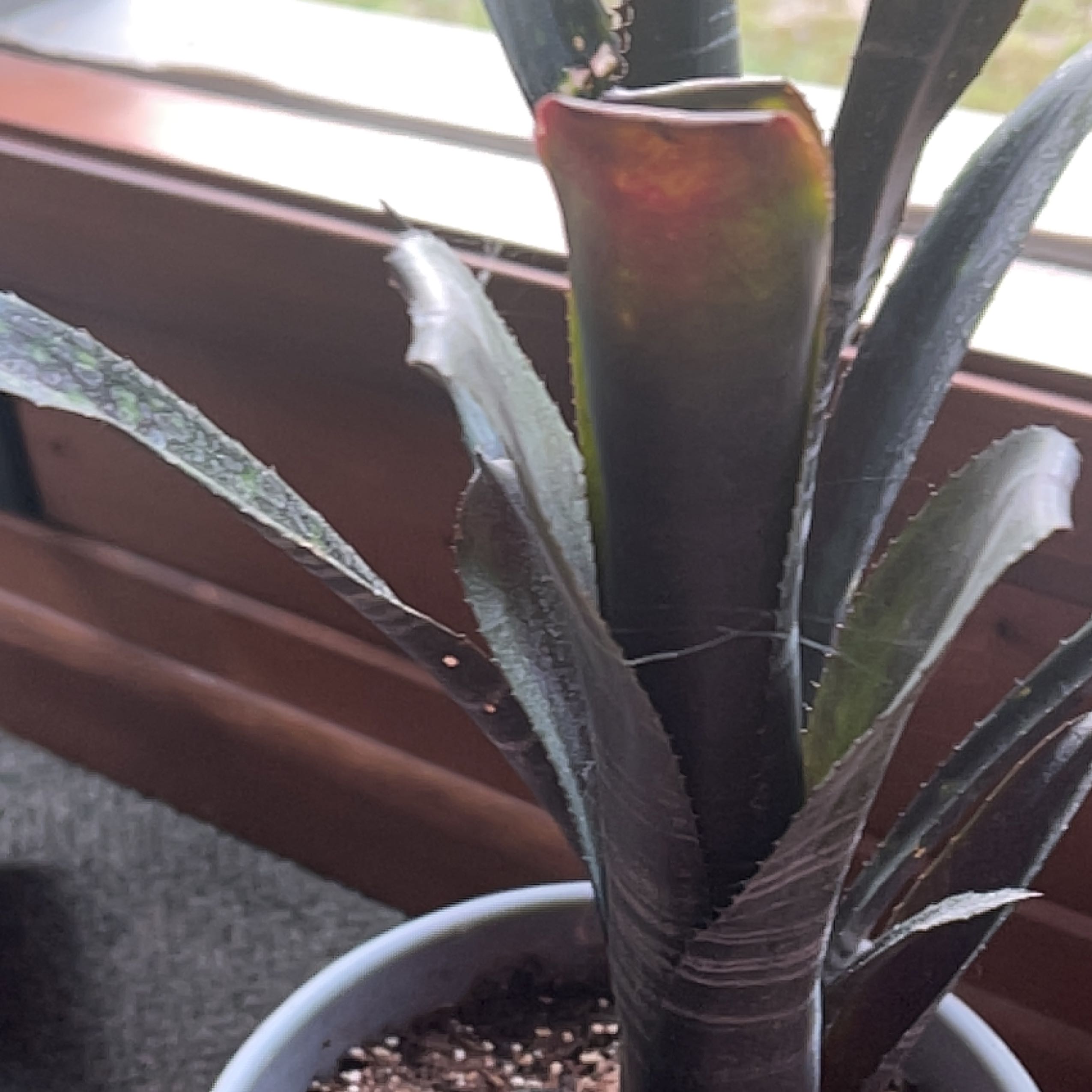 Photo of the plant species Billbergia 'Hallelujah' by @PerfectCidergum named Kobe on Greg, the plant care app