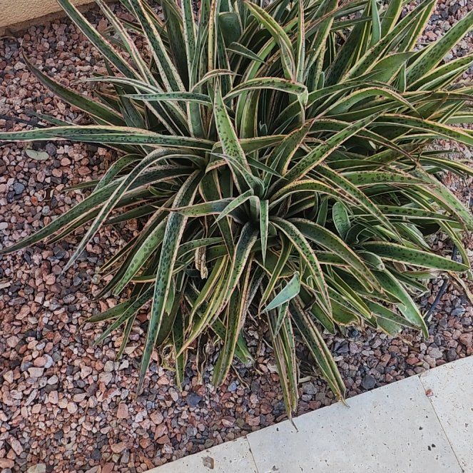 Photo of the plant species Adam's Needle by @StockyRose named McKinley on Greg, the plant care app