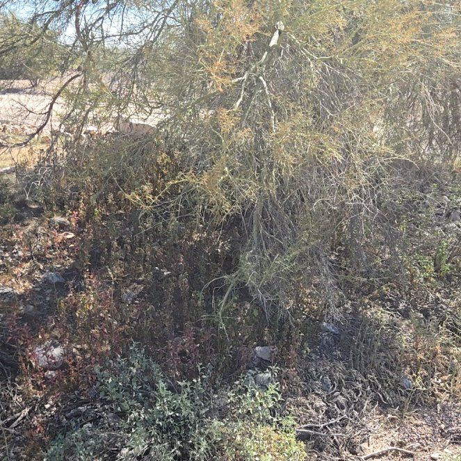 Photo of the plant species Palo Verde by @StockyRose named Navajo on Greg, the plant care app