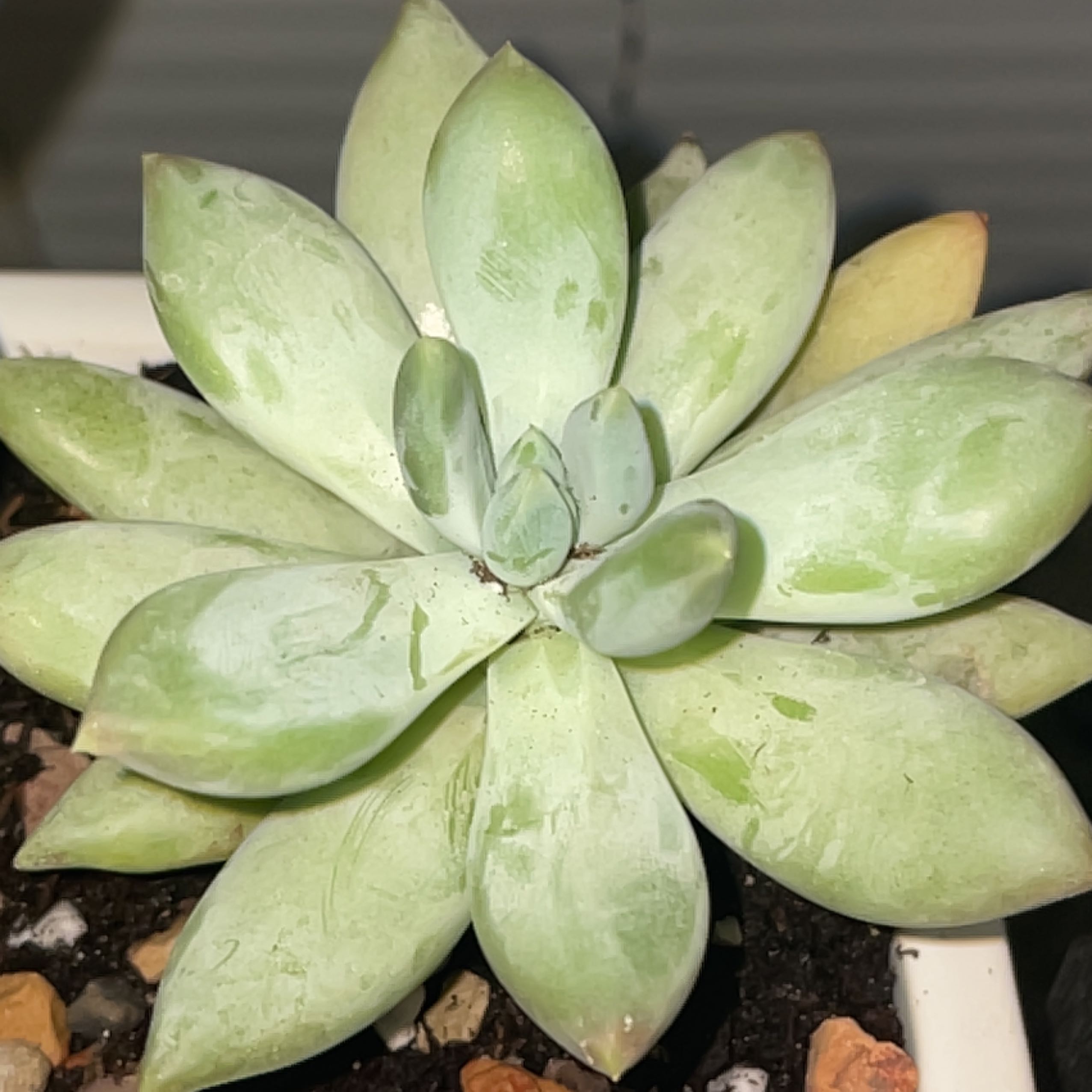 Pachyphytum hookeri succulent with thick, fleshy leaves in a rosette pattern, potted in soil with pebbles.