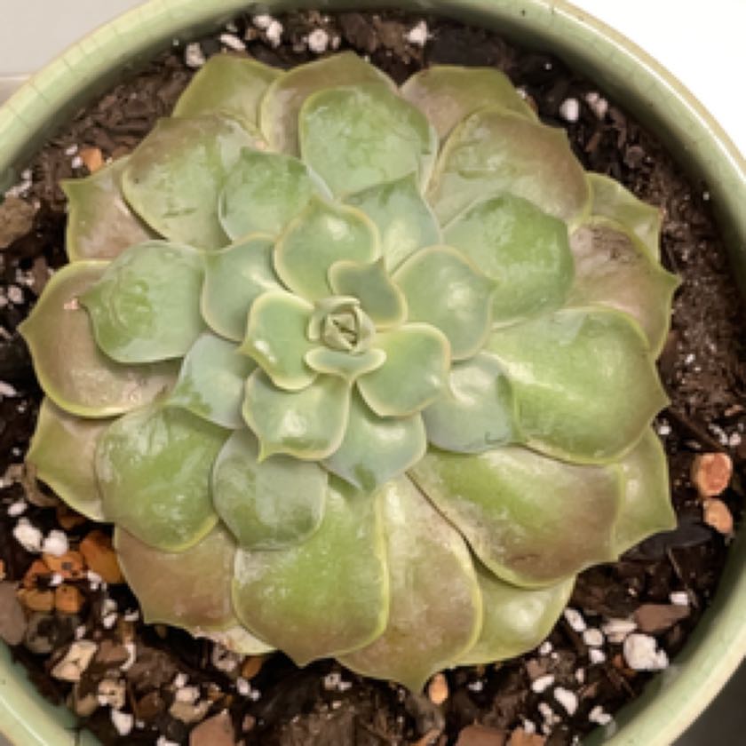 Photo of the plant species Echeveria Pink Lola by @AliveGonolobus named Lola on Greg, the plant care app