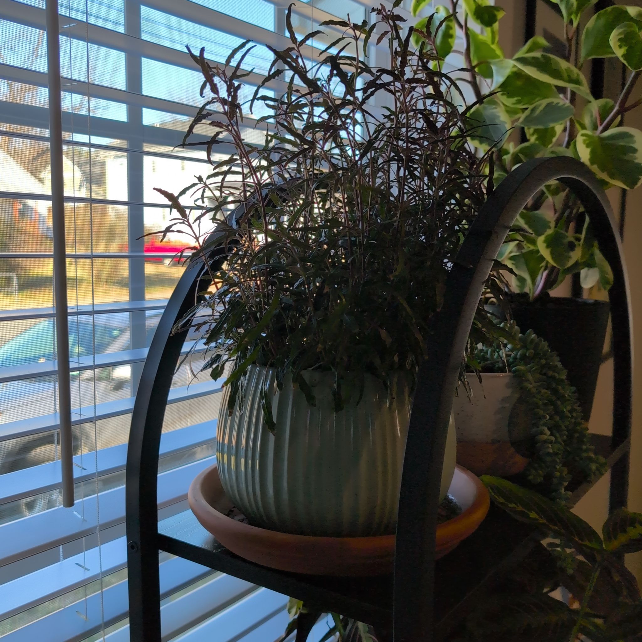 Photo of the plant species Dragon Tongue Bush Bean by @snarkysquid named Noivern on Greg, the plant care app