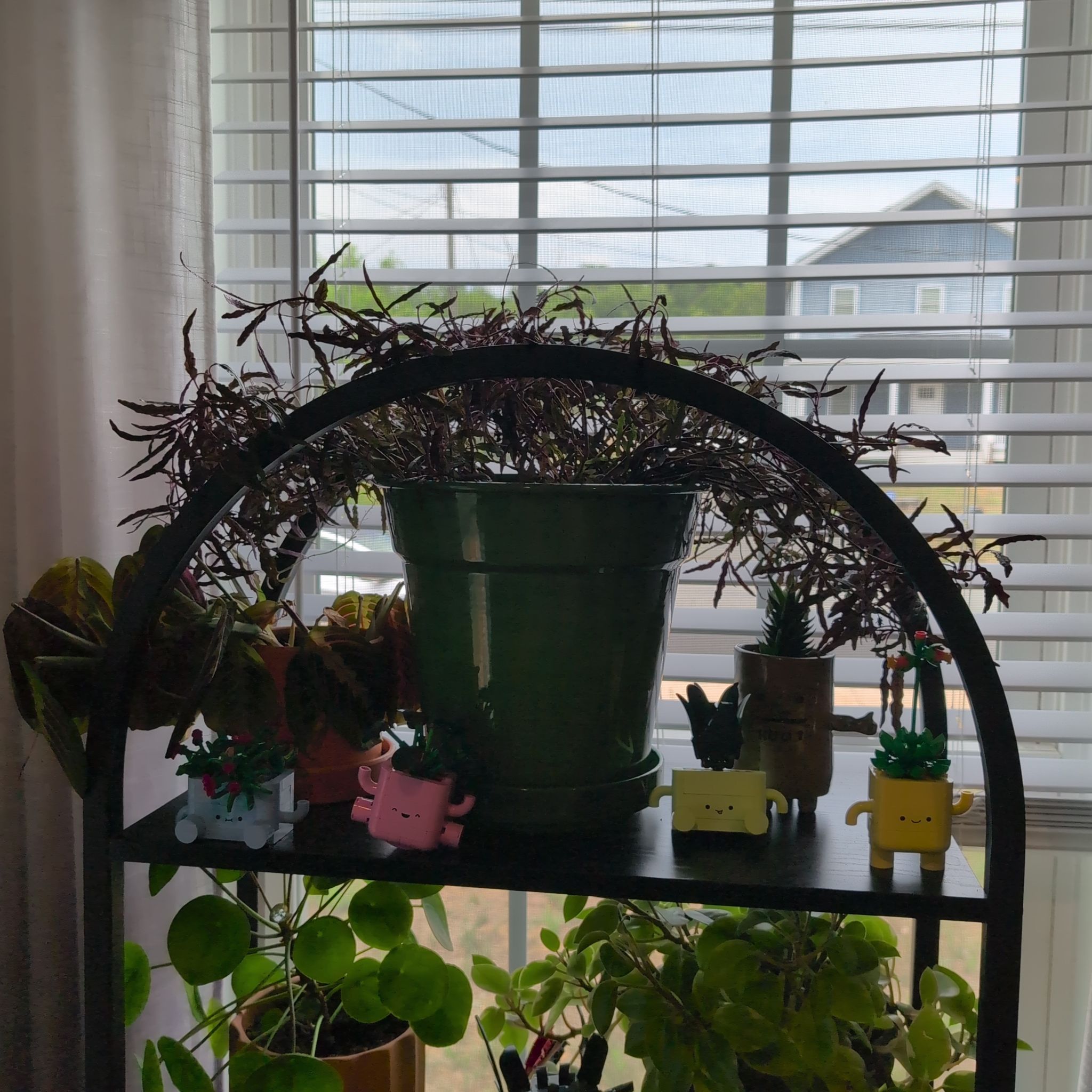 Photo of the plant species Dragon Tongue Bush Bean by @snarkysquid named Noivern on Greg, the plant care app