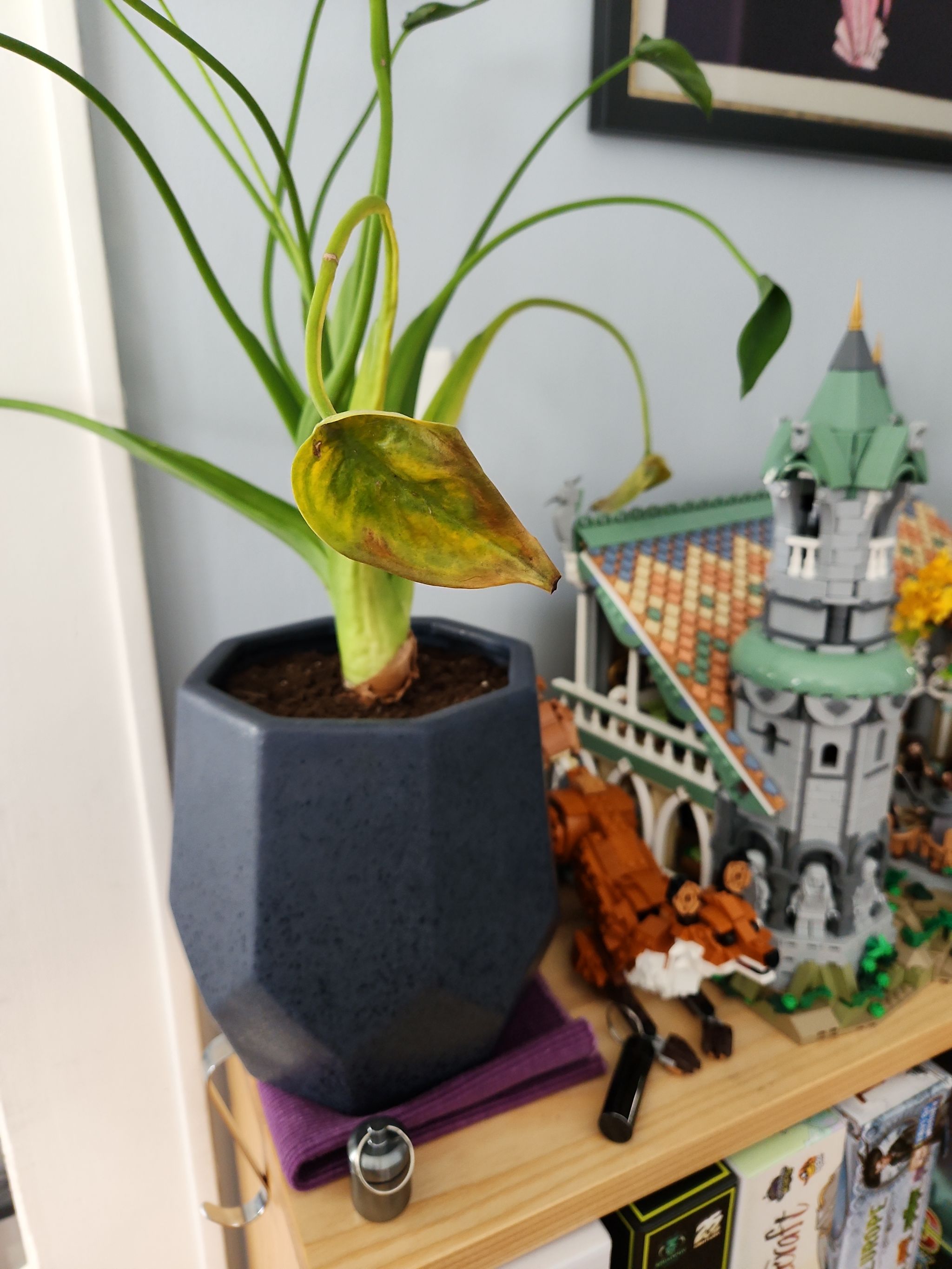 Photo from the post