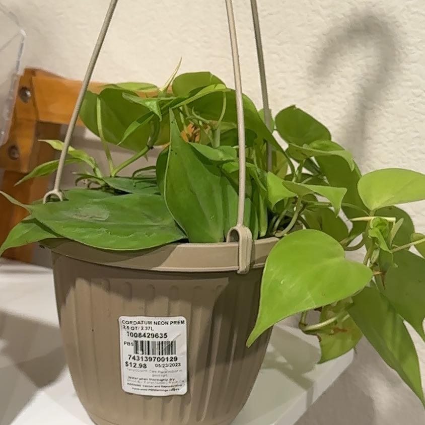 Photo of the plant species cordatum neon by @PeerlessMastic named Nithin on Greg, the plant care app