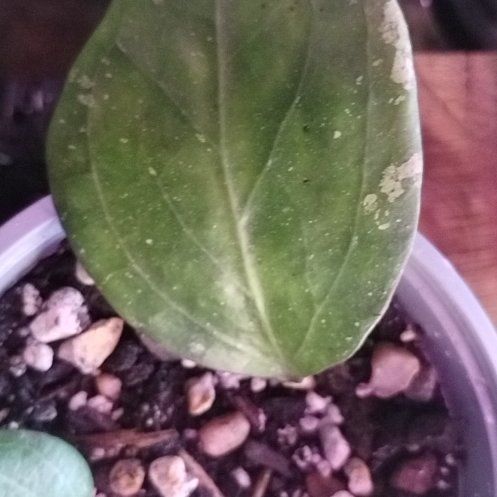 Photo of the plant species Albo Marginata Hoya Verticillata by @FabSnailvine named Dolores on Greg, the plant care app