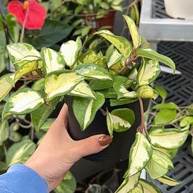 Photo of the plant species Wax Plant by @PlayfullyDuwei named Gaga on Greg, the plant care app