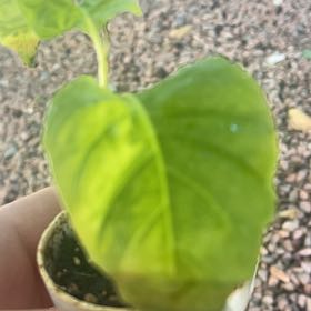 Photo of the plant species Ají dulce by @JewelledBeebalm named Gobi on Greg, the plant care app
