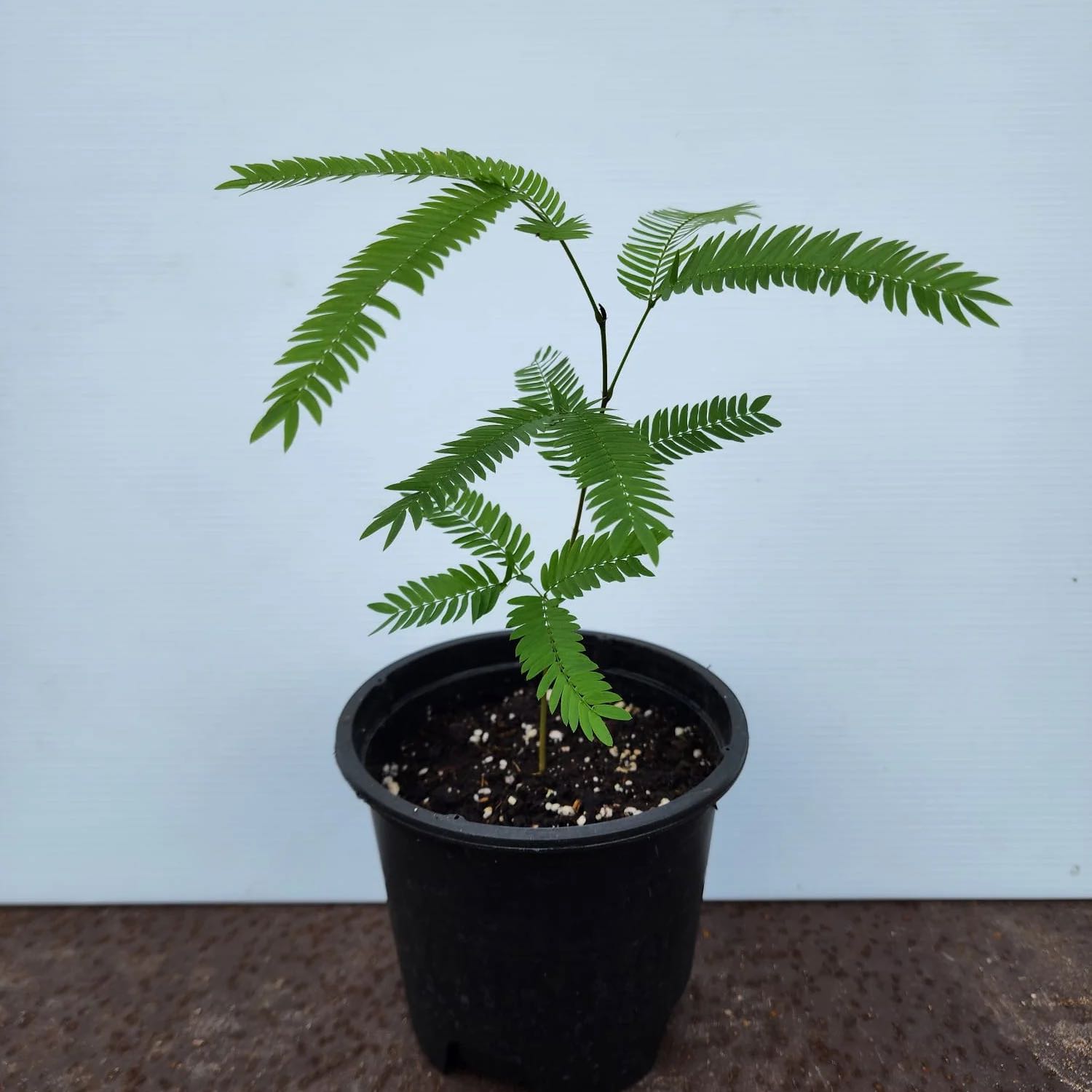 Photo of the plant species Everfresh Tree by @FreeTamarack named Mochi on Greg, the plant care app