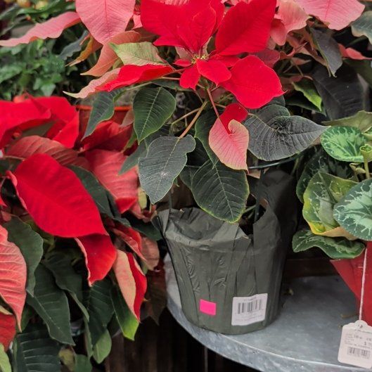 Poppy Poinsettia