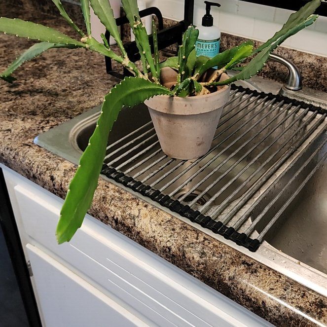 Photo of the plant species Cactus Orchid by @BuddingFivespot named Cactus Orchid on Greg, the plant care app