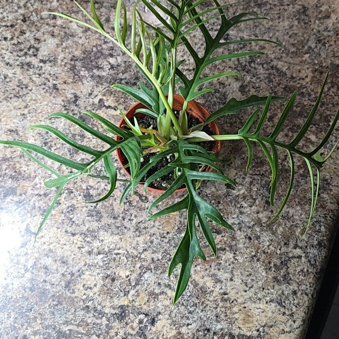 Photo of the plant species Philodendron tortum by @BuddingFivespot named Philodendron Tortum on Greg, the plant care app
