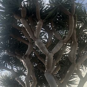 Photo of the plant species Canary Island Dragon Tree by @SizzlingRedcap named Aria on Greg, the plant care app