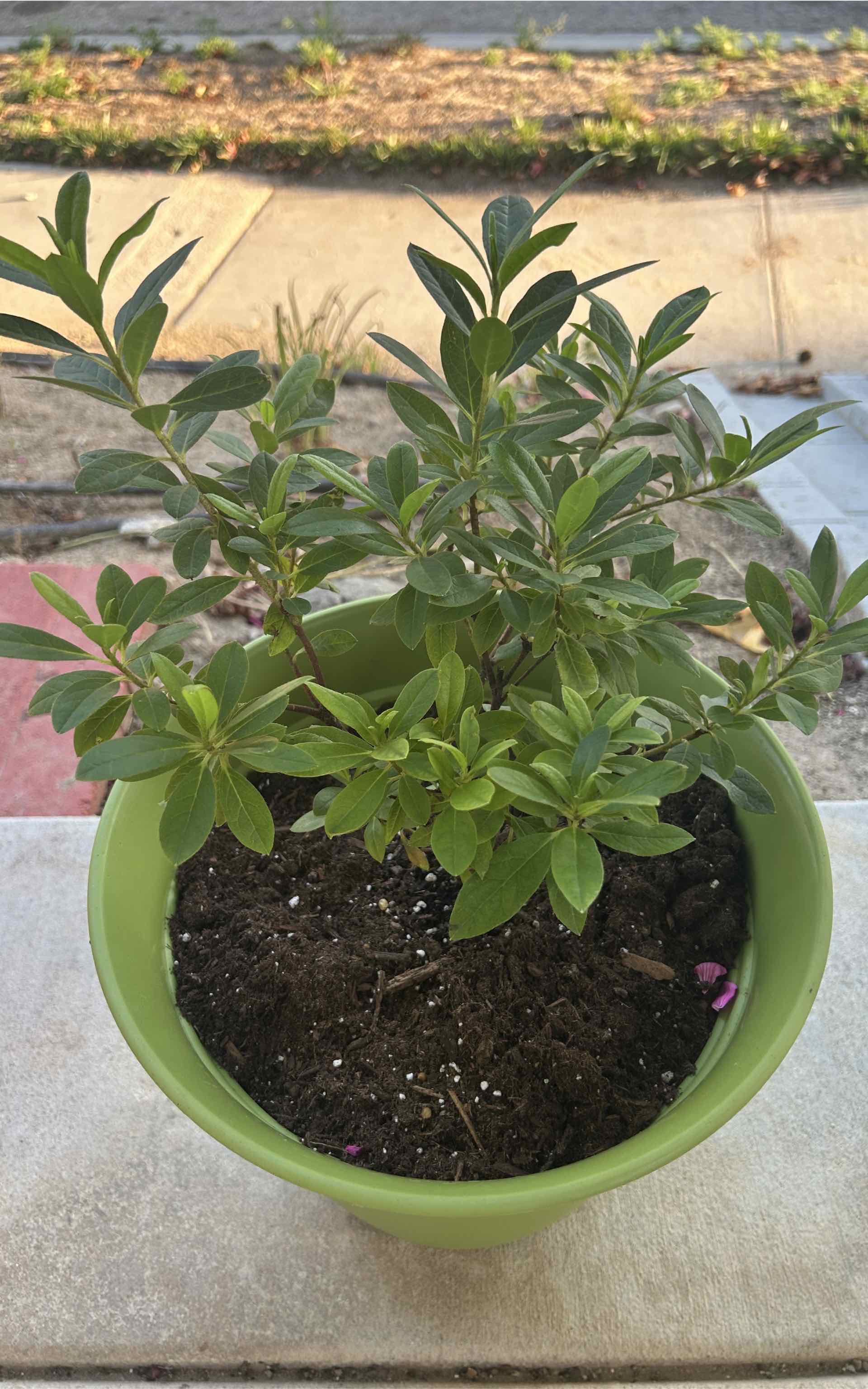 Potted Pink Azalea plant with green leaves, visible soil, and no flowers.