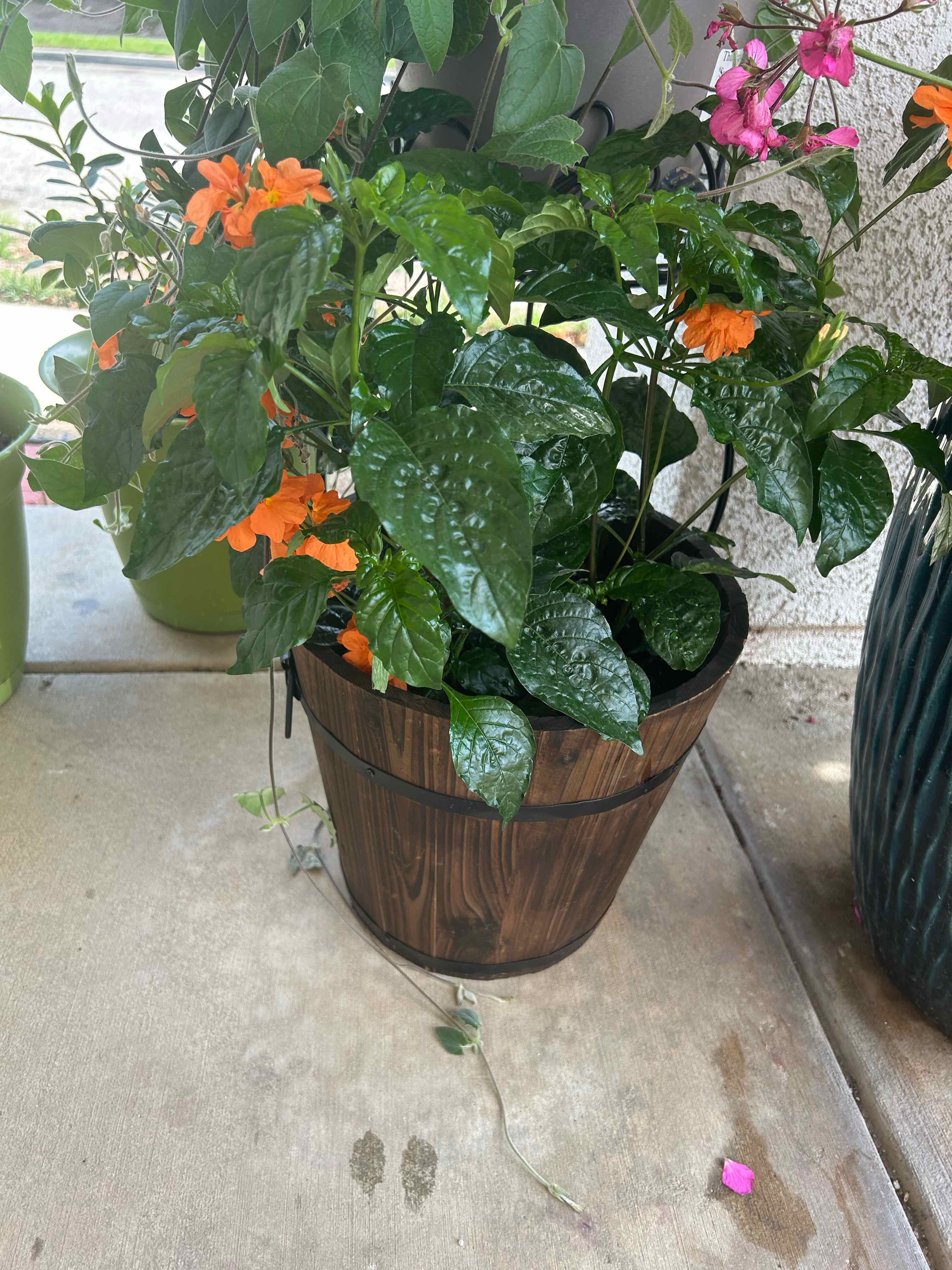 Potted Firecracker Flower with vibrant orange blooms and healthy green leaves.