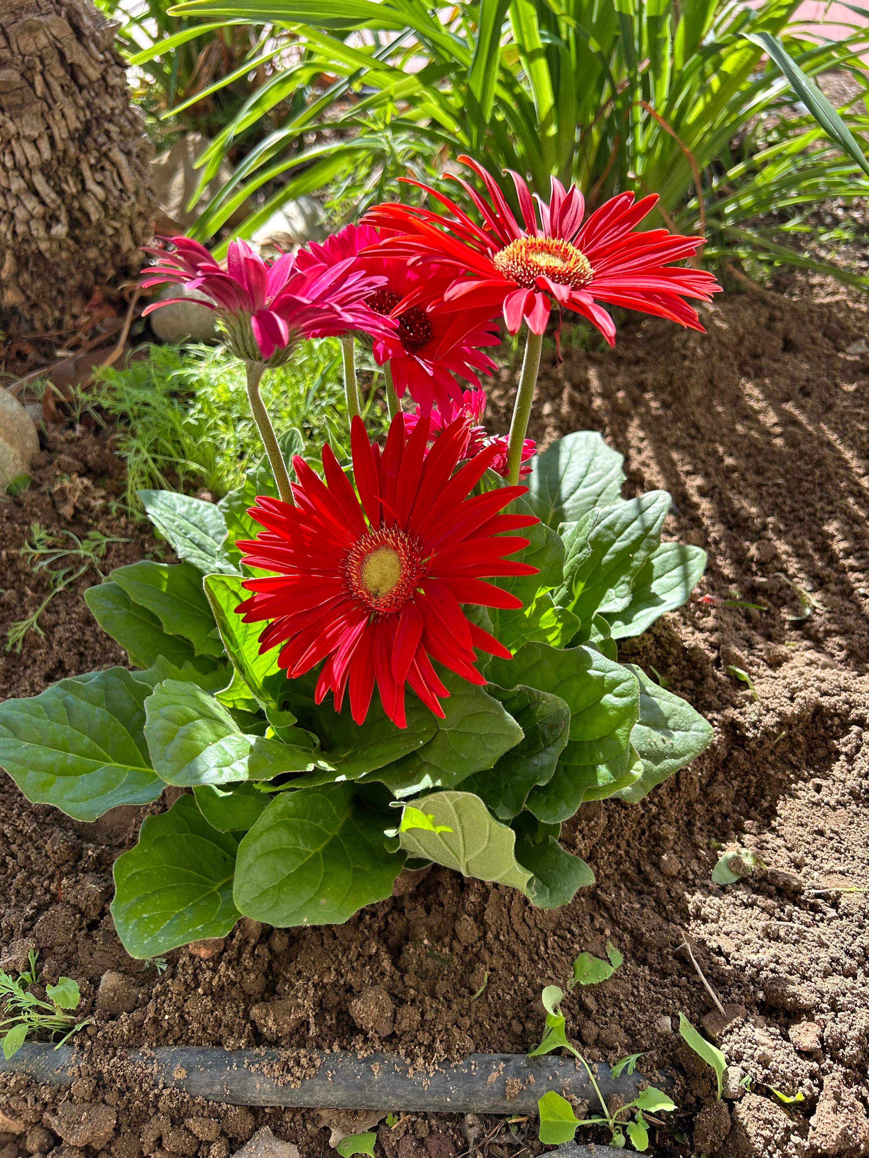 🌼 What to Do About Brown Spots on Your Gerbera Daisy