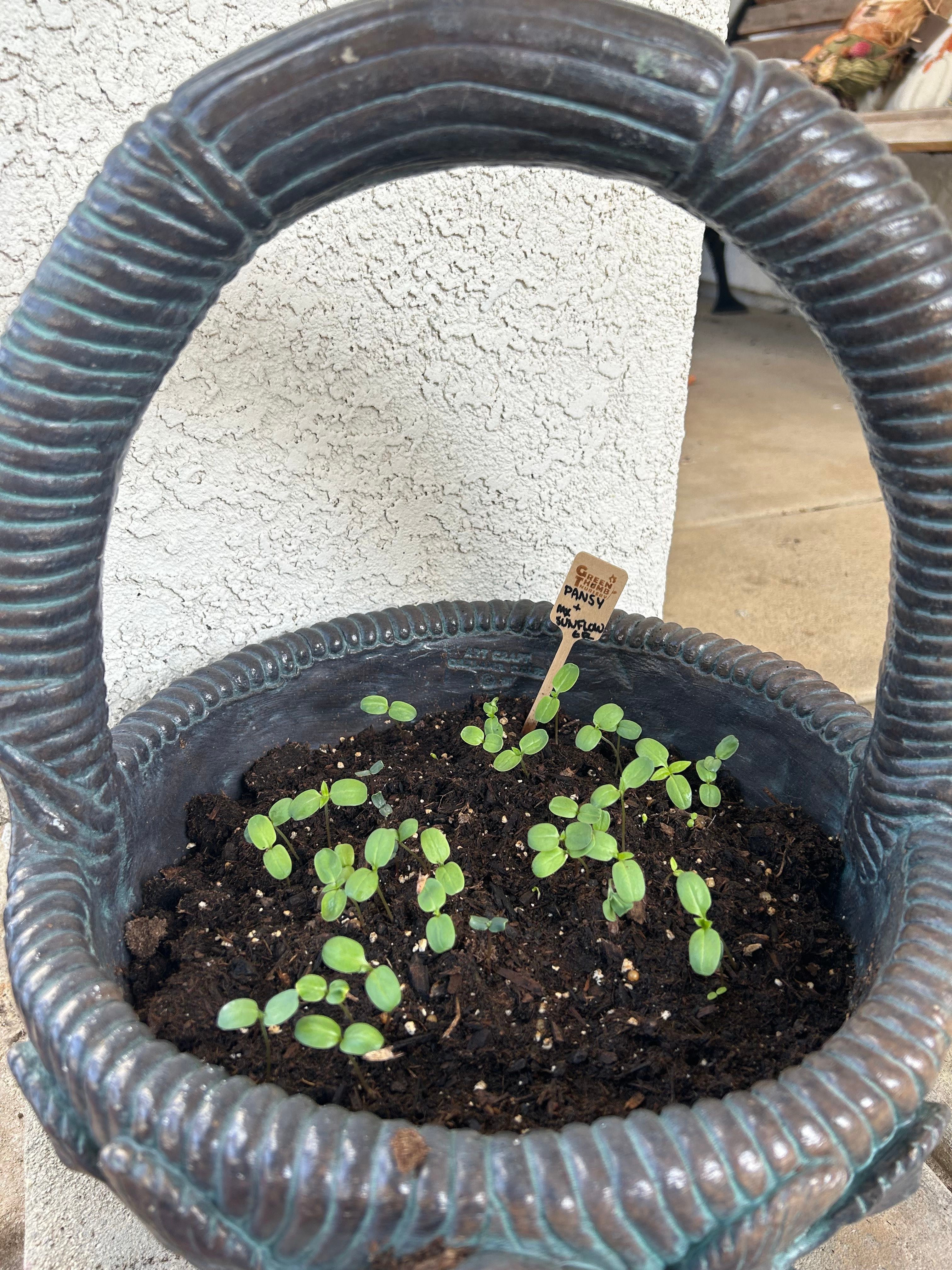 🌸 How to Fix Your Pansy Wilting